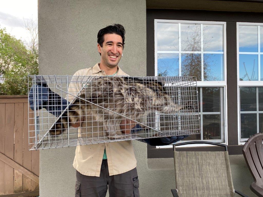 Green Bay raccoon trapping